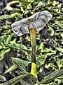 _MG_1801-01-L